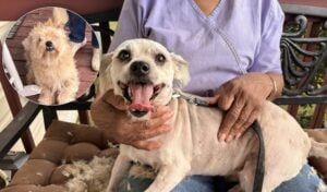 A freshly shaved dog