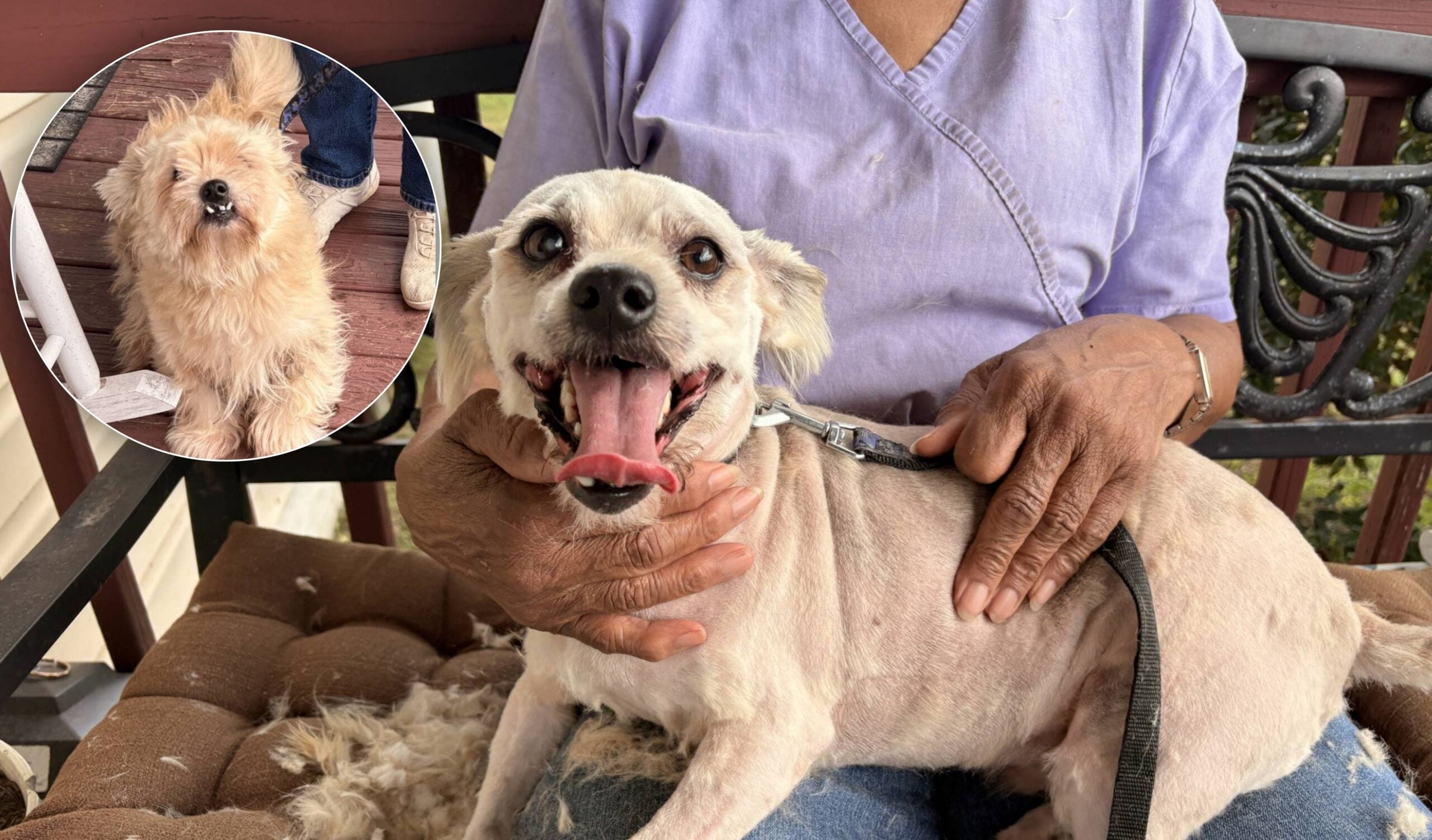 A freshly shaved dog