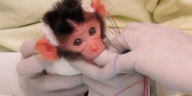 Baby monkey sucking on an experimenter's thumb