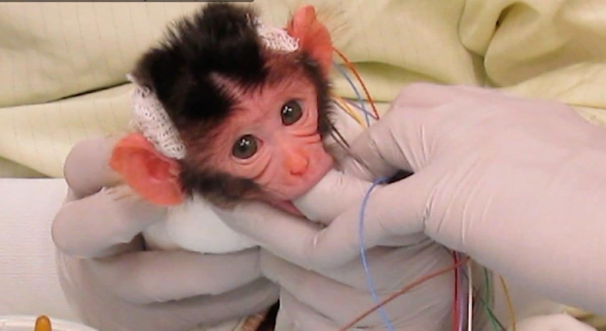 Baby monkey sucking on an experimenter's thumb