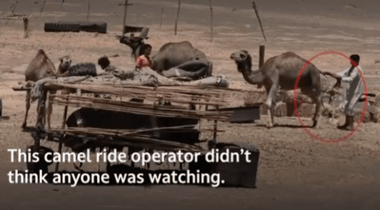 person holding a camels tail while kicking the animal