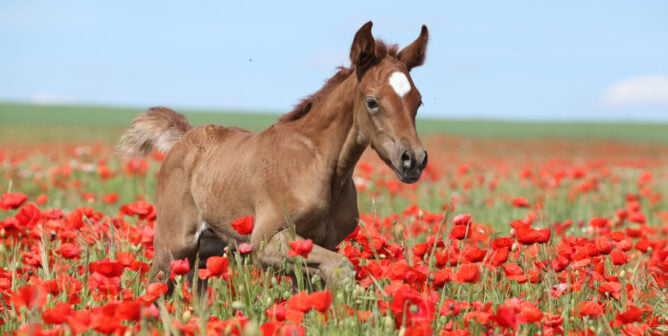 Brown foal running in poppy field