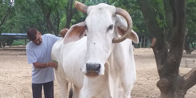 ganesh the bullock
