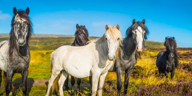 A group of horses looking at the camera