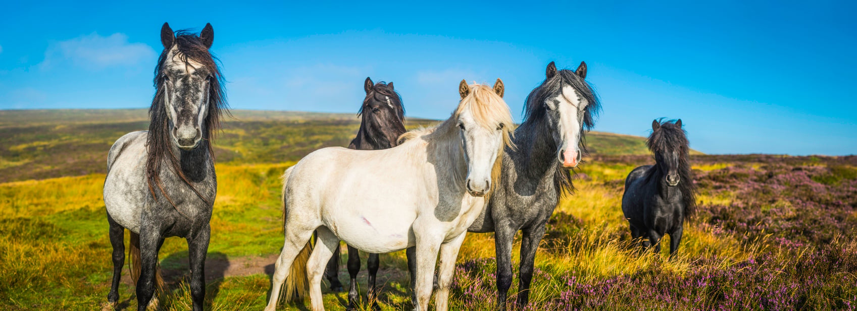 BREAKING: NYC to End Horse-Drawn Carriage Rides, PETA Pledges $50,000