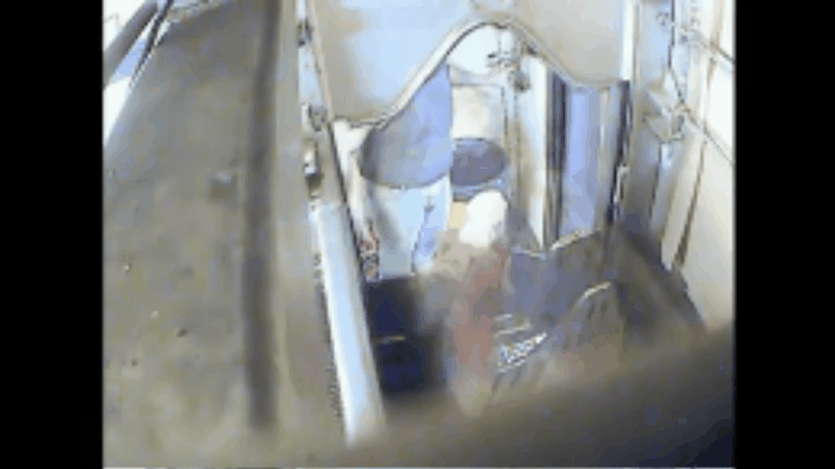 GIF of horse being shot 11 times with captive bolt gun, from "36 Hours to Hell" video