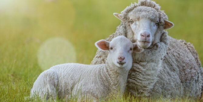 Young sheep in the field cuddling with their mother
