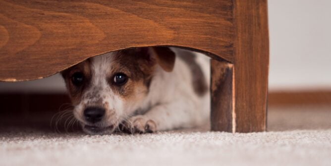 Small dog hiding under furniture