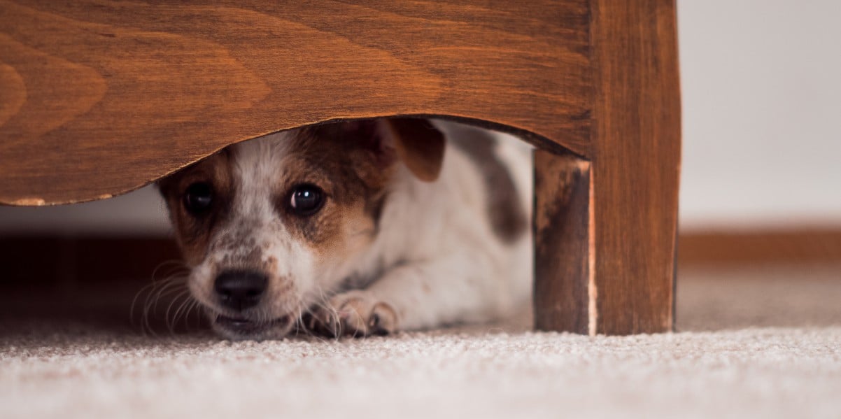 Small dog hiding under furniture