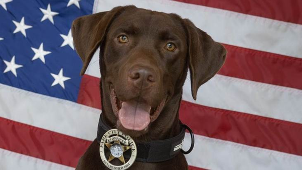 K-9 Bruno. Credit: Park City Police Department