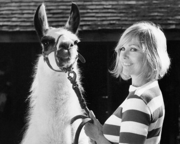 Black and white photo of Kim Novak and a llama