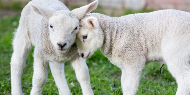 Two hugging and loving white newborn brother and sister lambs