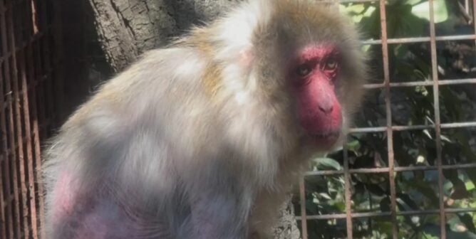 Monkey with hair loss