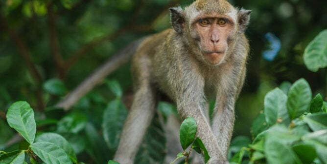 Macaque approaching in the undergrowth