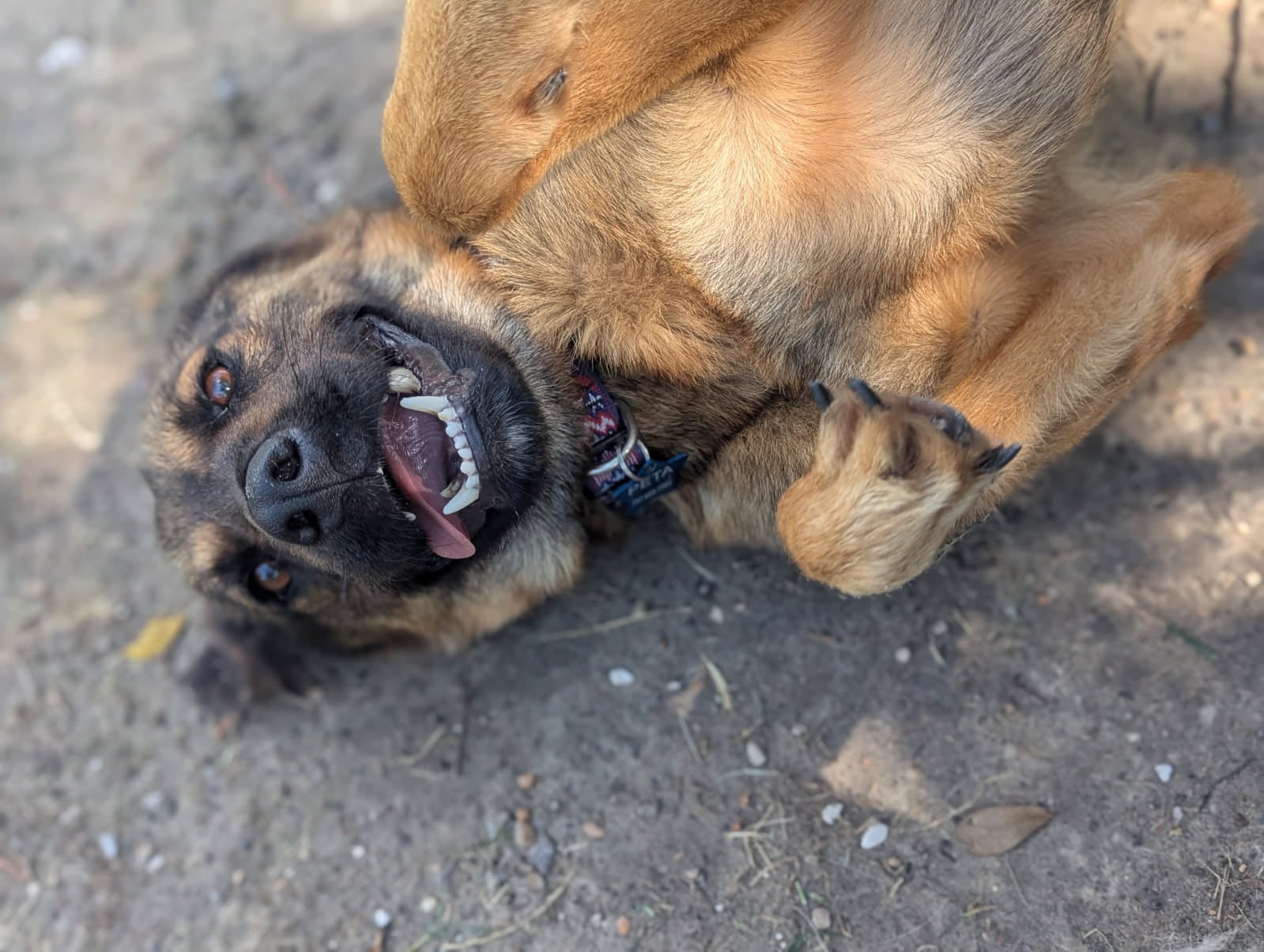 This Shepherd’s Love Will Never Wilt! Are You the Adopter Who Will Help Her Keep Blooming?