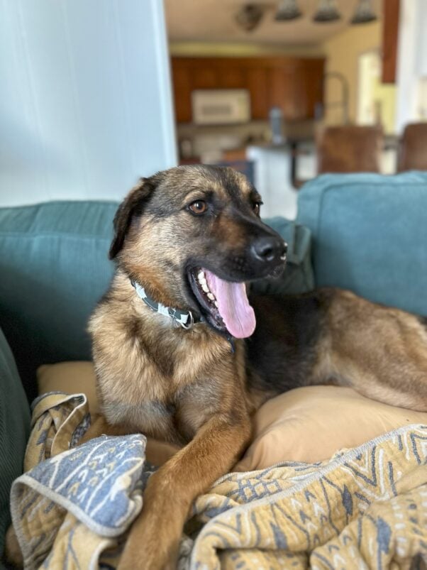 Rosie on the couch