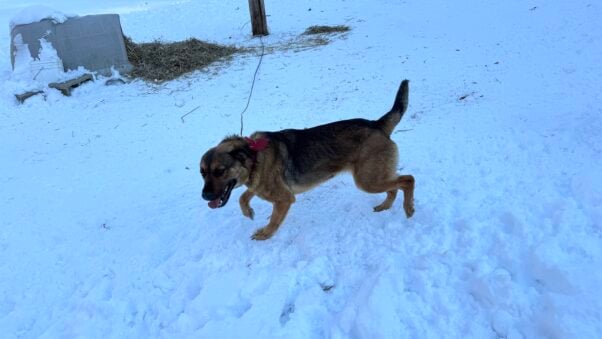 Rosie on a tether