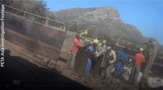 gif of person violently grabbing ostrich