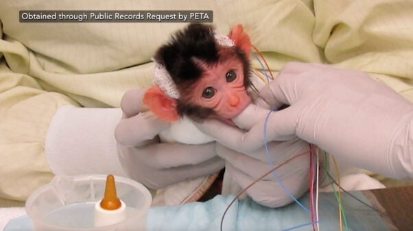 Baby monkey sucking on an experimenter's thumb