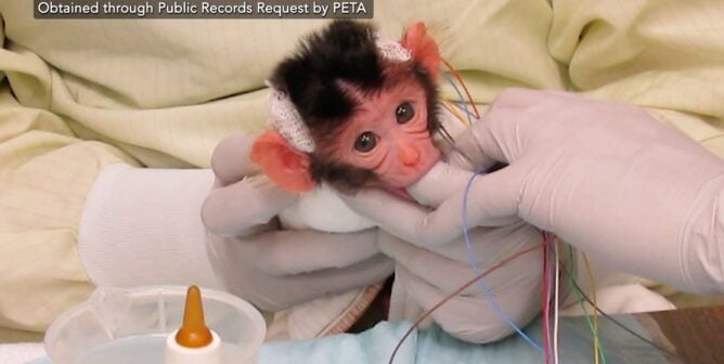 Baby monkey sucking on an experimenter's thumb