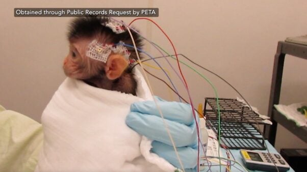 Baby monkey with nodules attached to their skull