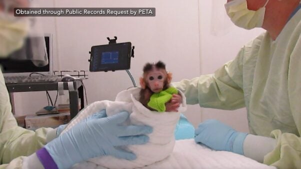 Baby monkey being swaddled in a towel. The monkey is clutching small cloth