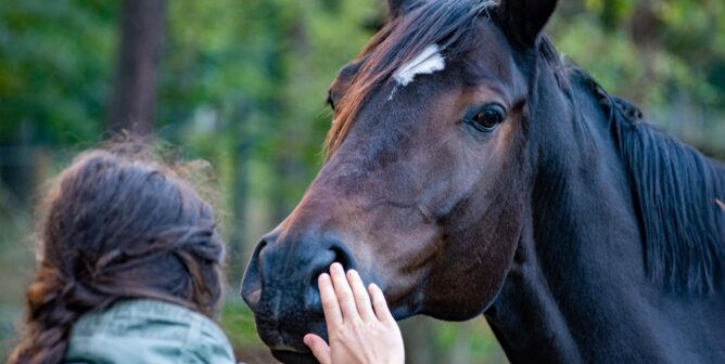 A horse being pet by a human