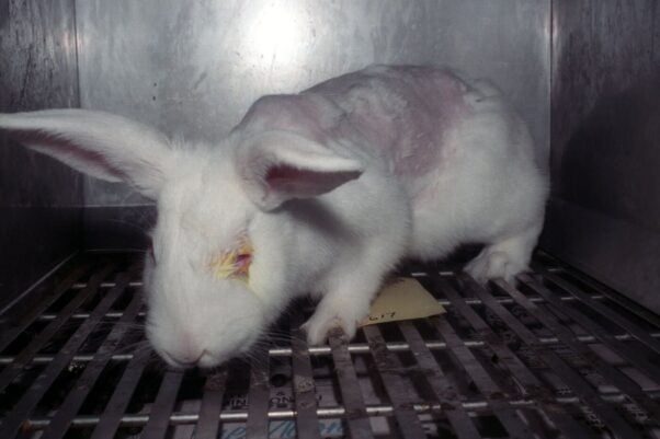 Use of Newly Approved Sunscreen Ingredient Will Cost Brands Their Cruelty-Free Status, PETA Warns
