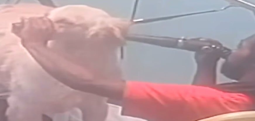 Dog Strangled to Death at Groomer: What Guardians Need to Know