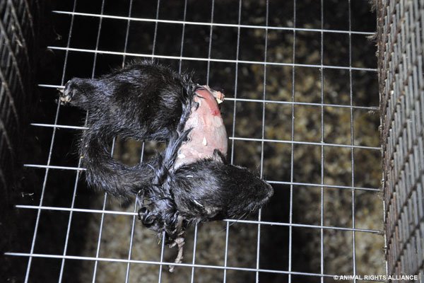 A Shocking Look Inside Swedish Fur Farms  PETA