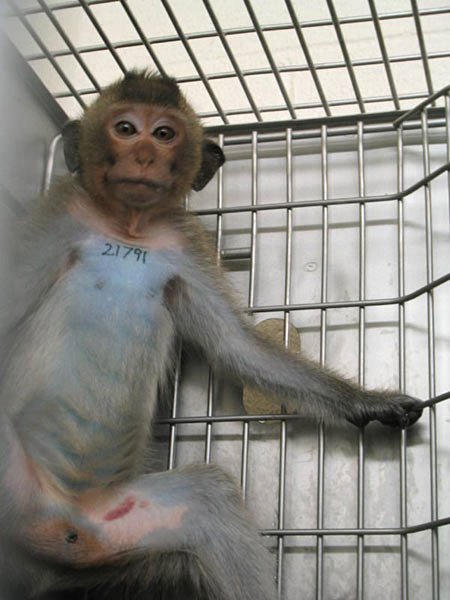 Covance: Cruelty for Hire | PETA
