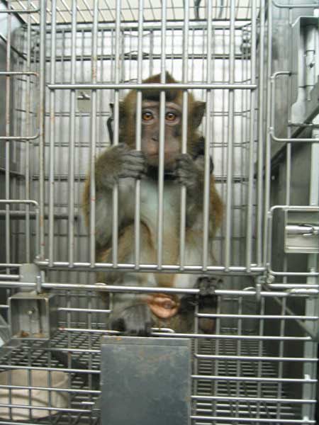 Animal Experimentation Animal Cruelty