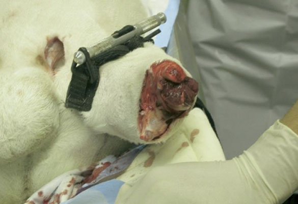 Photo Gallery: Animals Used for Experimentation | PETA