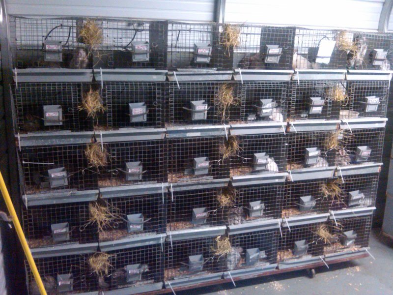 Undercover Investigation Reveals Neglect, Cruelty, and