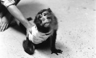 The Silver Spring Monkeys: The Case That Launched PETA | PETA